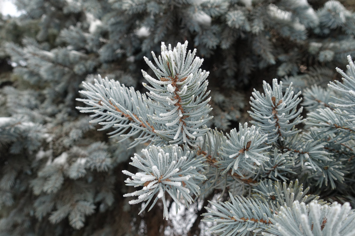 50 semillas de abeto azul de Colorado, árbol de Navidad, abeto blanco plateado, abeto perenne.