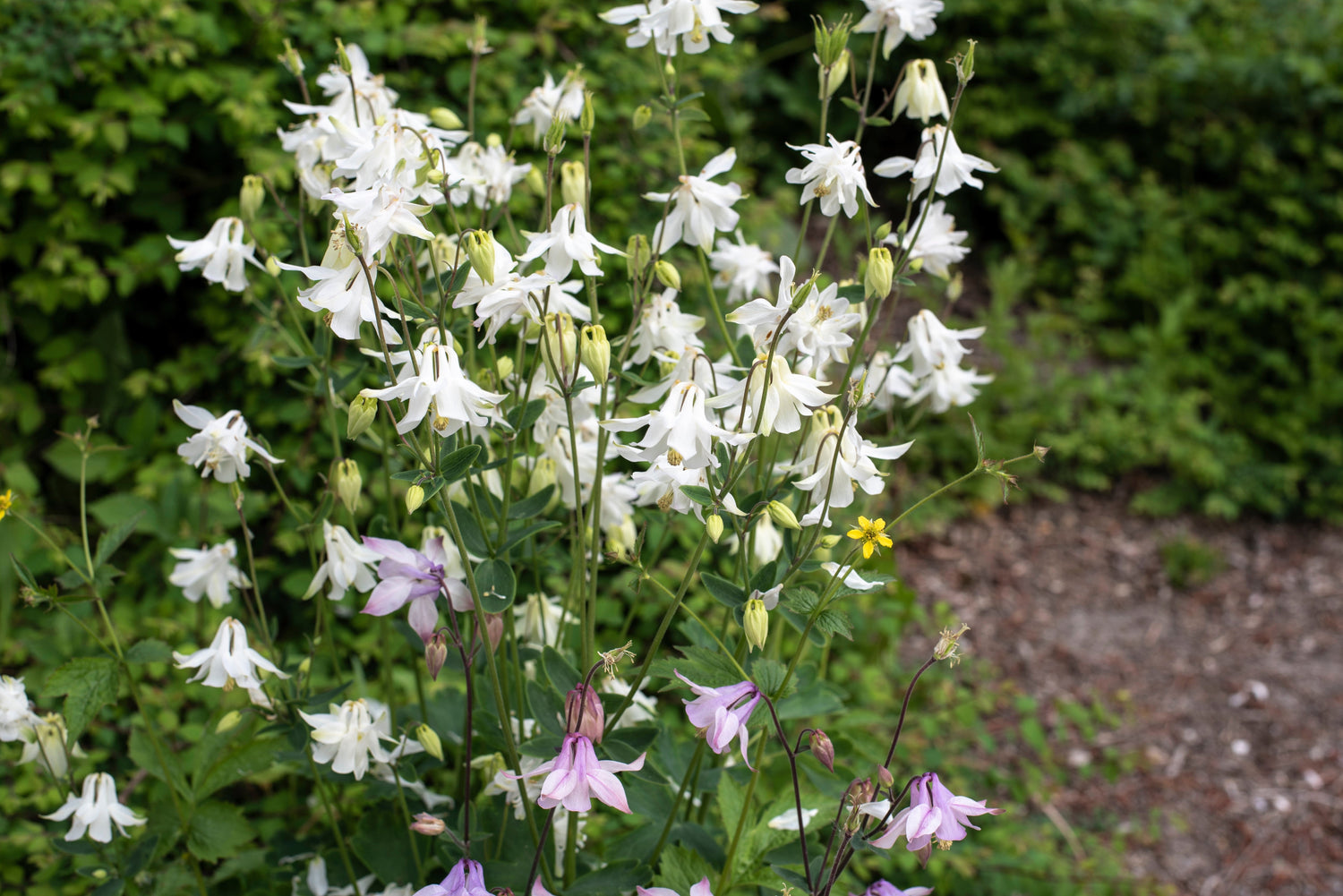 25 semillas de flores de Aquilegia caerulea CRYSTAL STAR White COLUMBINE
