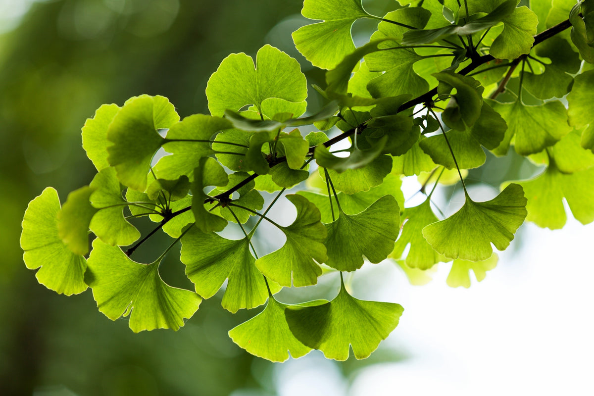 10 semillas de GINKGO BILOBA, árbol de culantrillo, amarillo, naranja otoñal, "fruta"