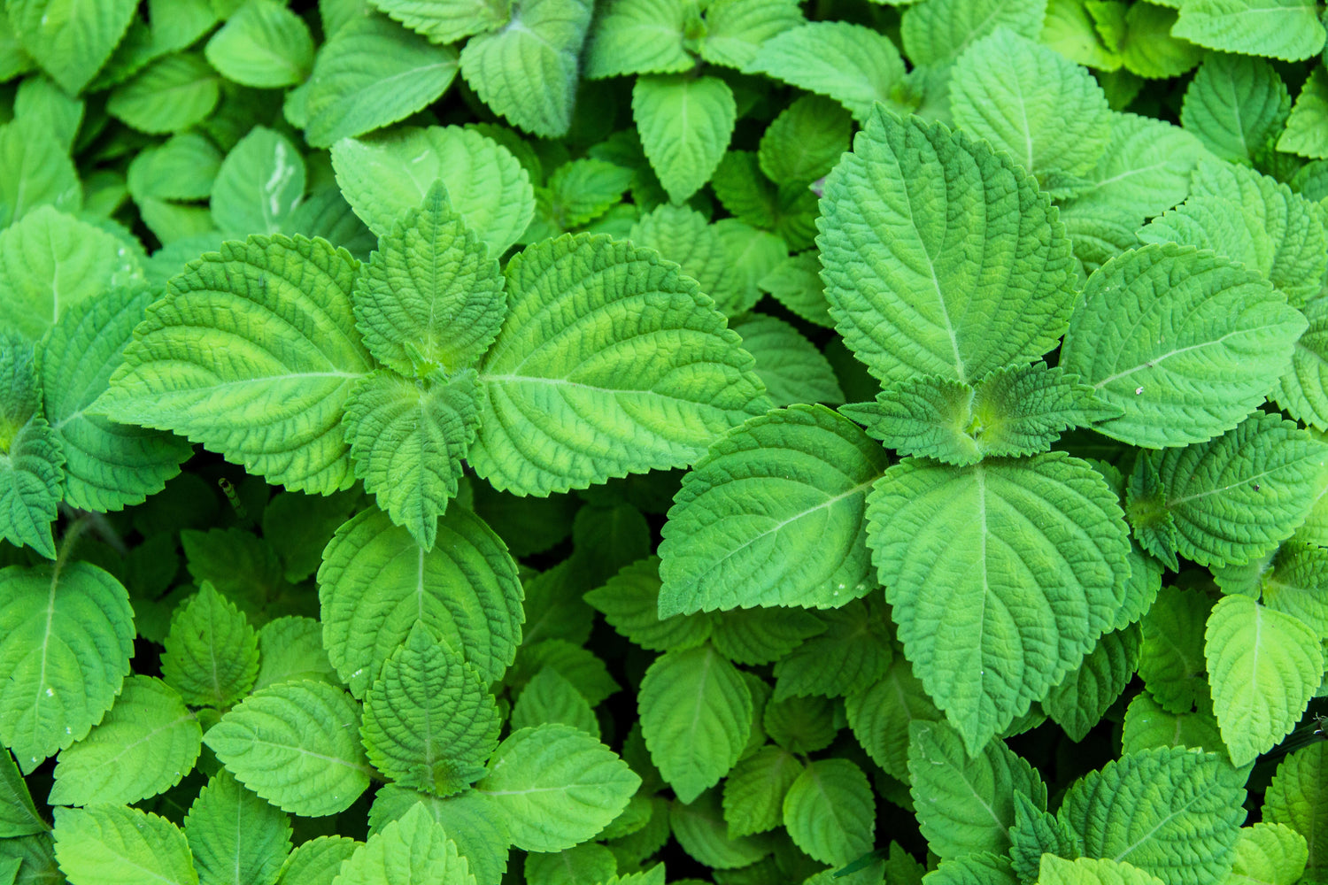 300 semillas de hierba ornamental SHISO VERDE, también conocida como PERILLA Frutescens, verde y morada