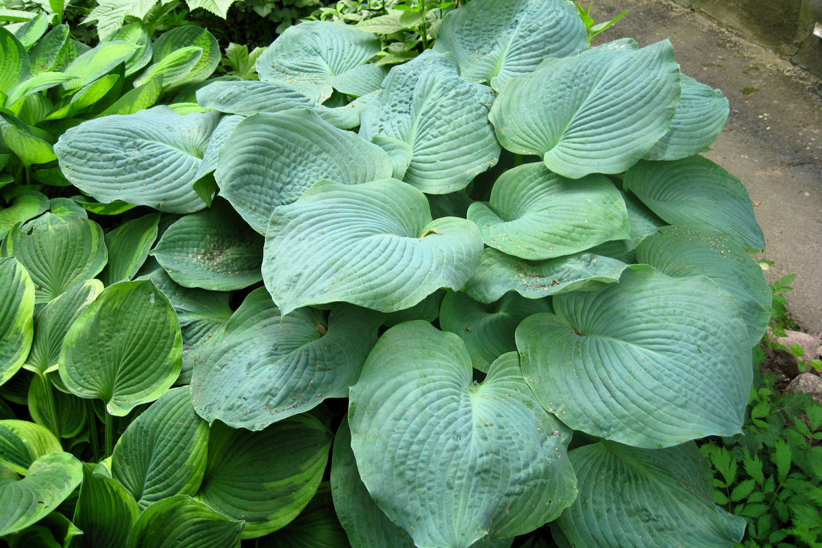 10 semillas de flores HOSTA ELEGANS Shade Lover