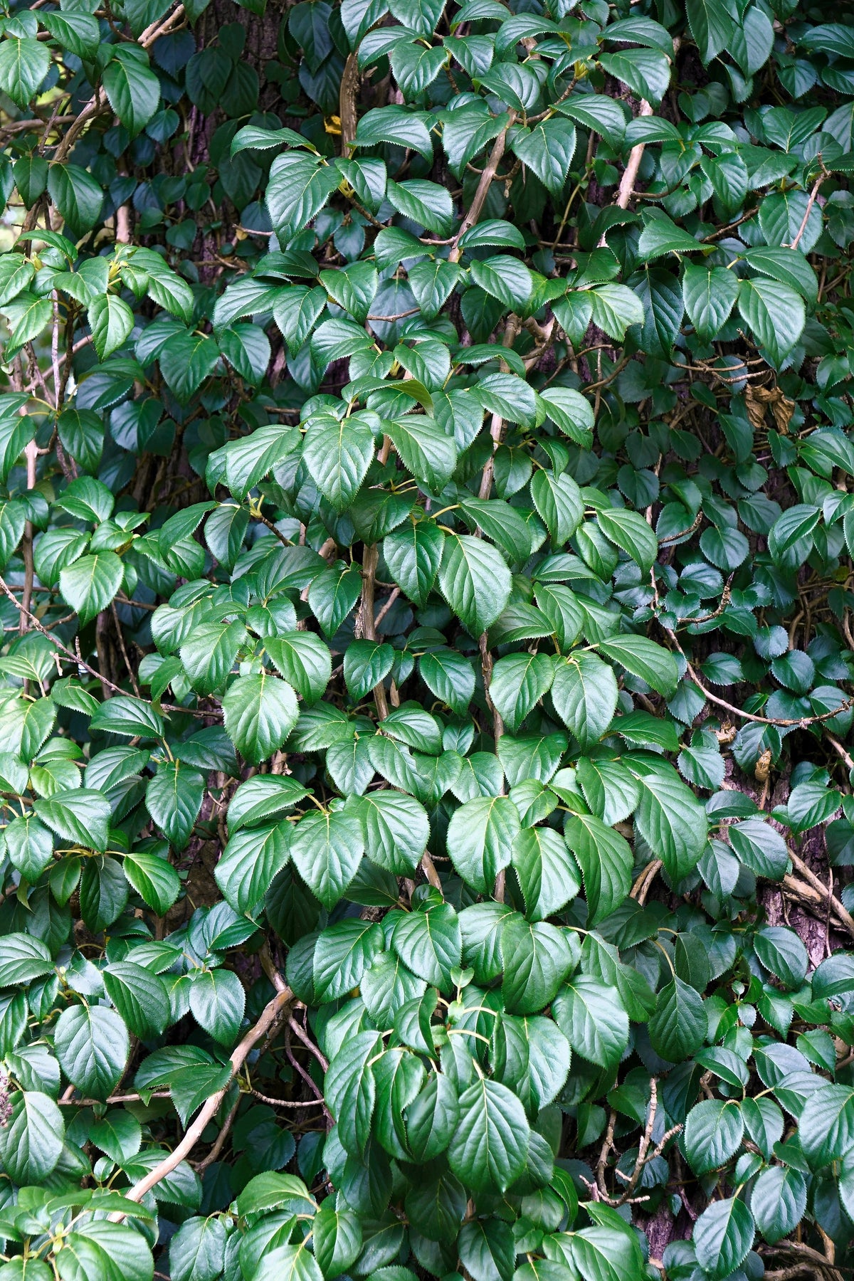 50 semillas de hortensia japonesa Schizophragma Hydrangeoides de flores blancas