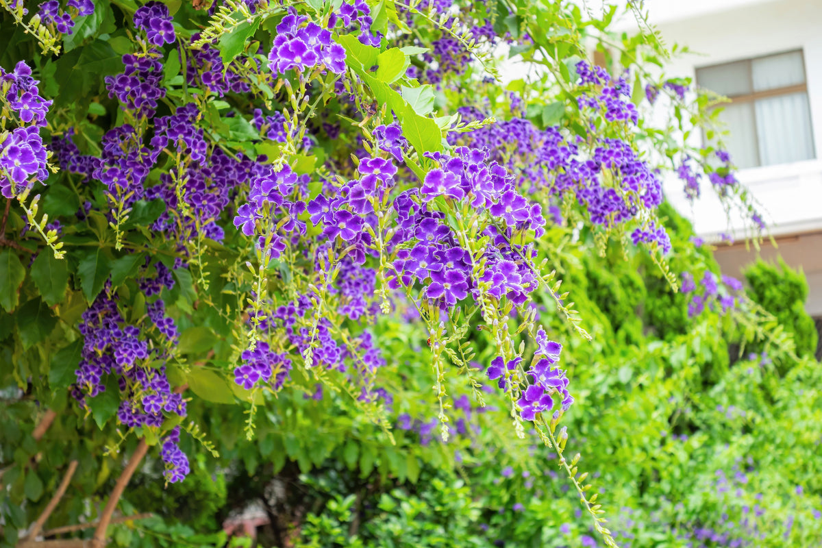 10 semillas de Duranta Erecta Repens, arbusto ornamental de bayas de color naranja, follaje dorado, flores blancas, violetas y moradas.