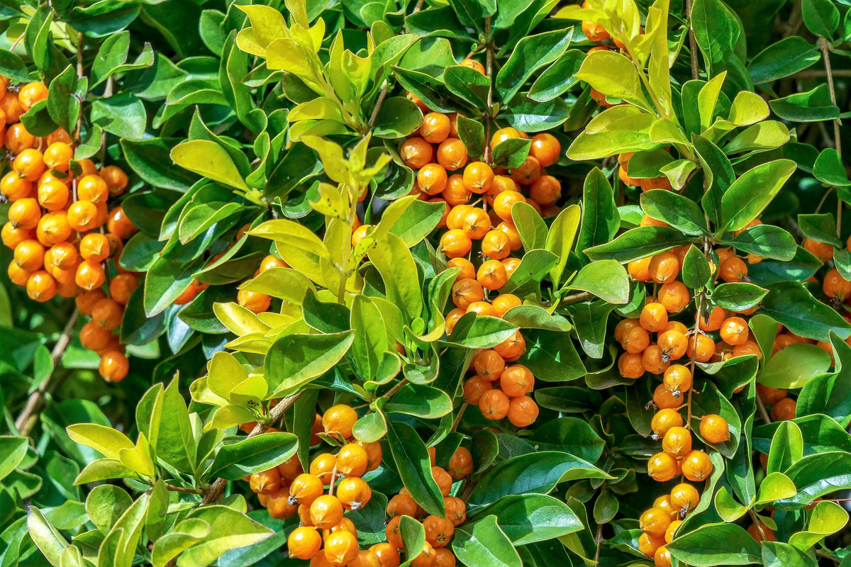 10 semillas de Duranta Erecta Repens, arbusto ornamental de bayas de color naranja, follaje dorado, flores blancas, violetas y moradas.