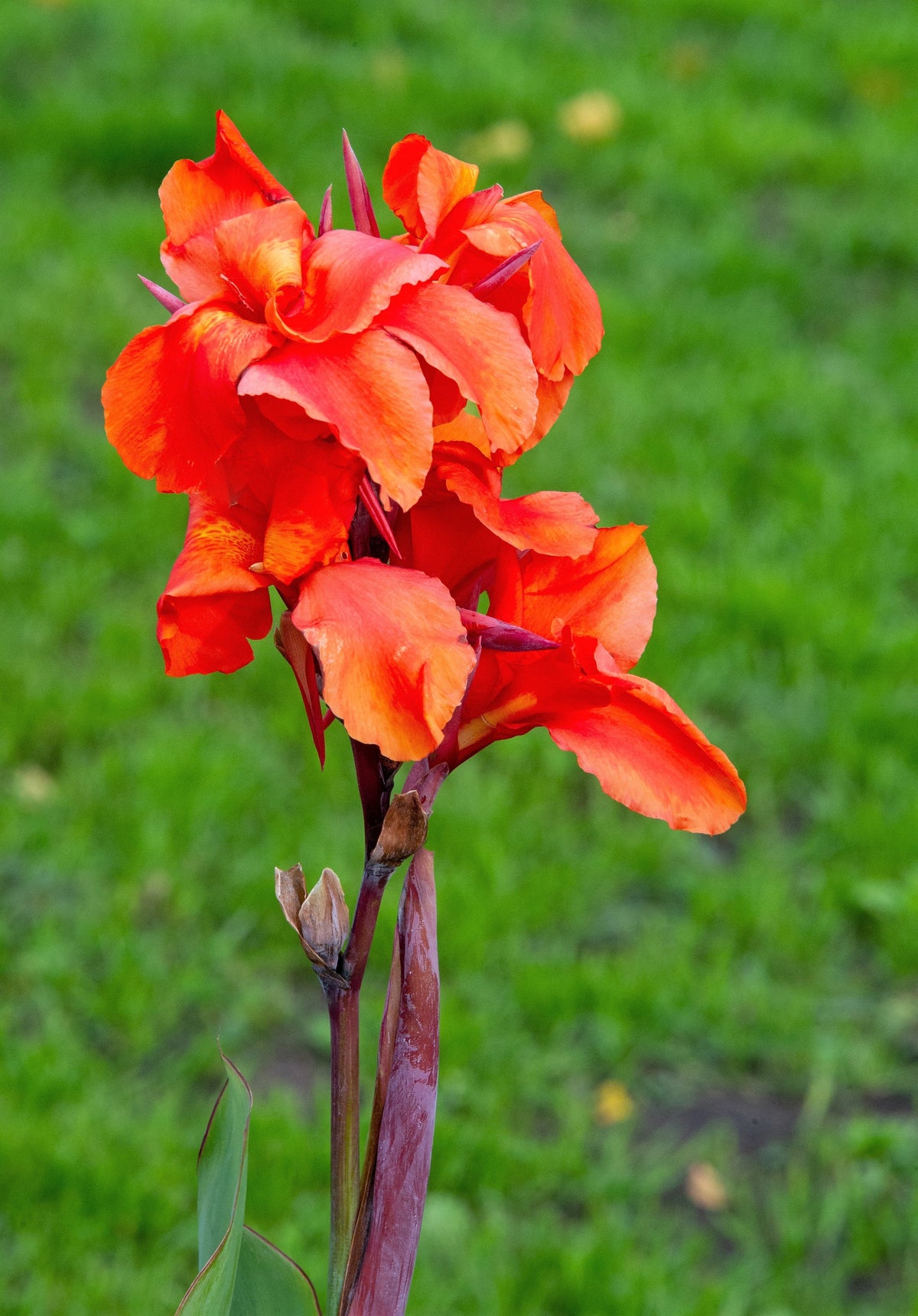 5 semillas de flores de Canna Indica, arrurruz indio, lirio de canna naranja