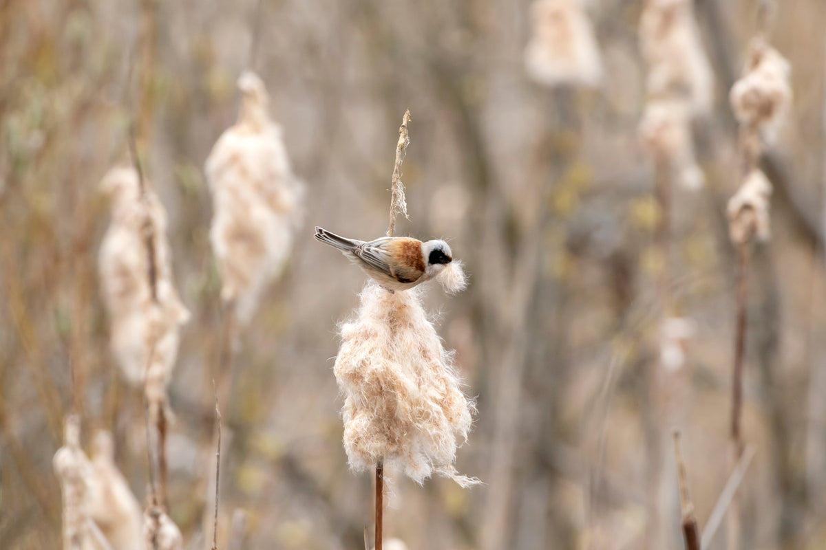 50 semillas de flores de cola de gato Typha Latifolia, hierba de estanque de agua