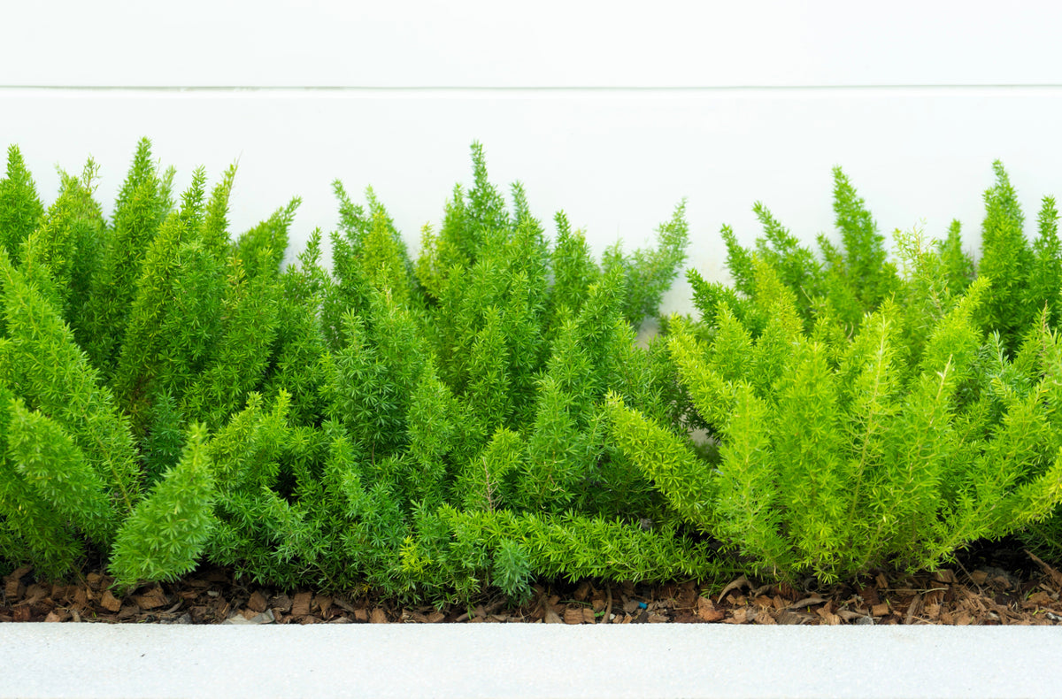 10 semillas de helecho espárrago esmeralda (A. Densiflorus Mazeppa), planta de interior