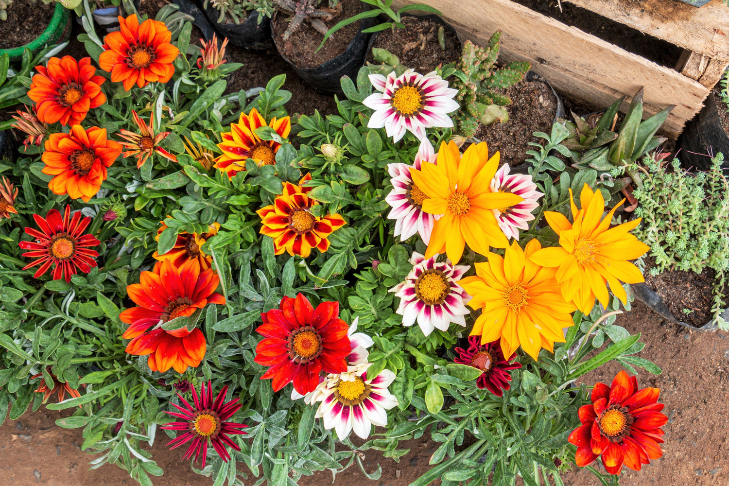 30 semillas de flores del tesoro de GAZANIA Rigens de colores mixtos