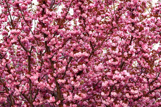 10 semillas de cerezo japonés (Prunus serrulata)