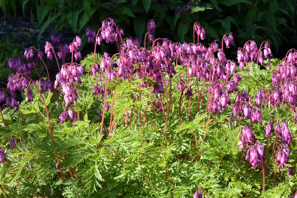 10 semillas de flores de sombra Dicentra Formosa antiguas color rosa corazón sangrante