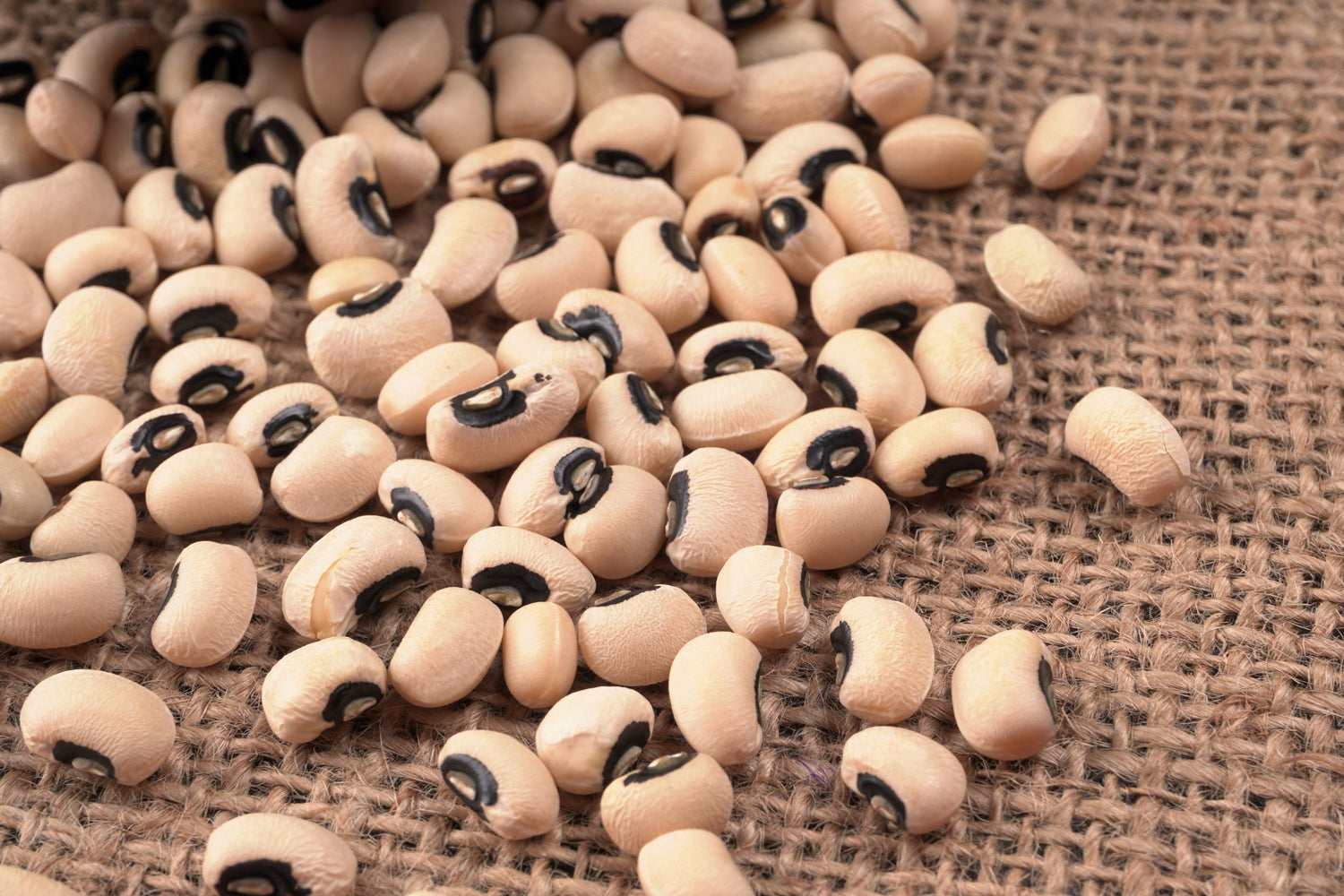 100 BLACKEYE PEA (guisante de vaca / caupí / guisante del sur / guisante de ojos negros / guisante de ojo negro) Semillas vegetales de Vigna Unguiculata