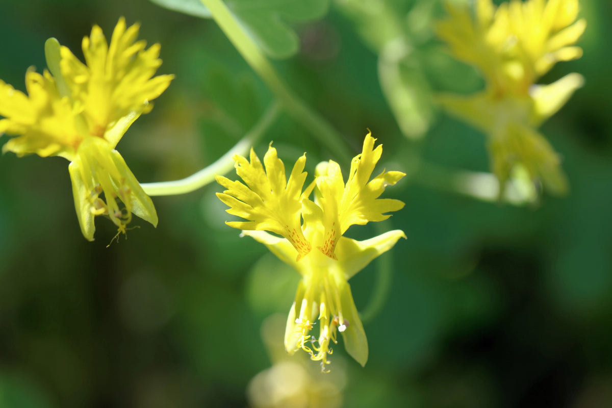 10 semillas de capuchina amarilla de la enredadera Tropaeolum peregrinum