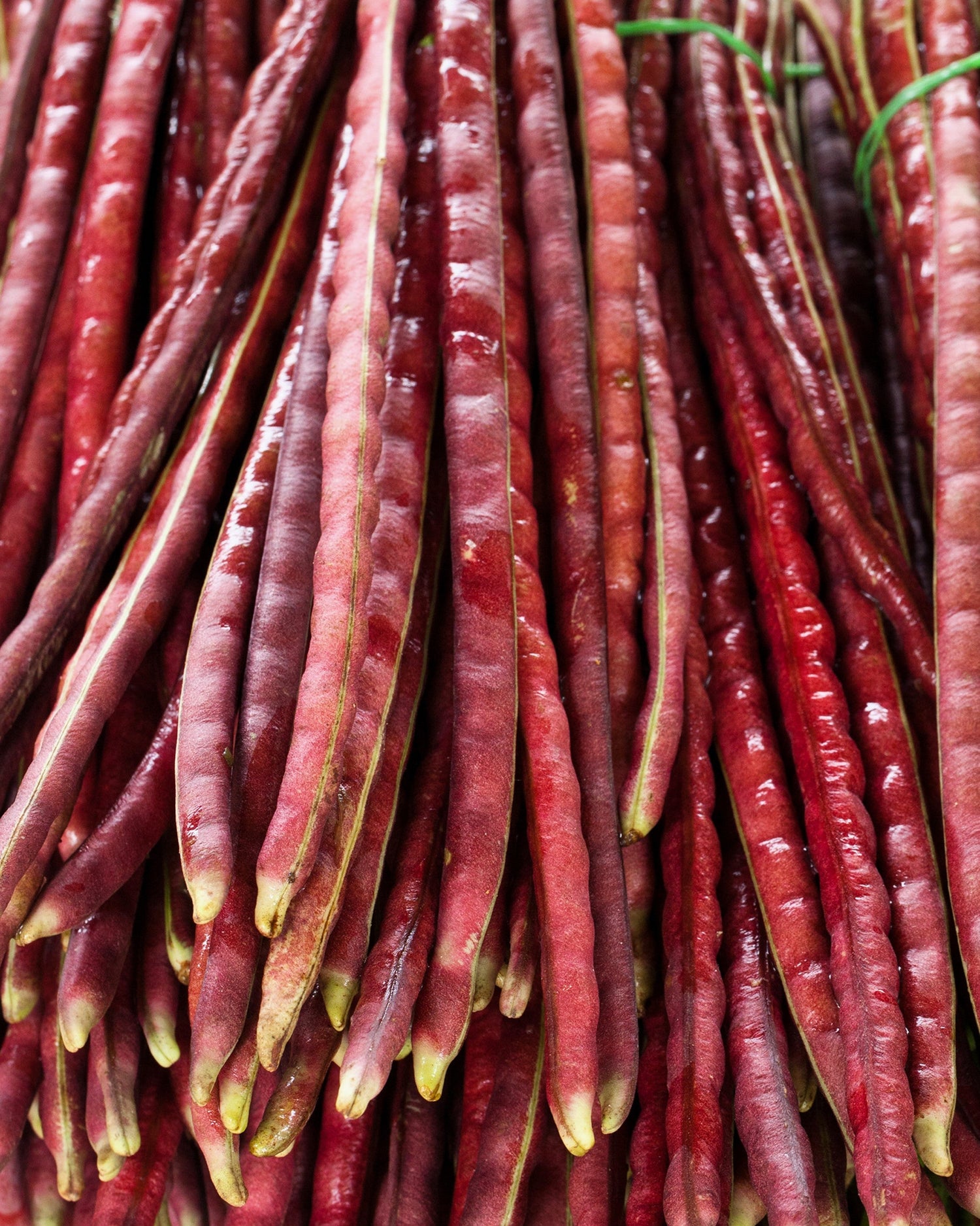 25 semillas de frijol espárrago chino Phaseolus vulgaris de una yarda de largo