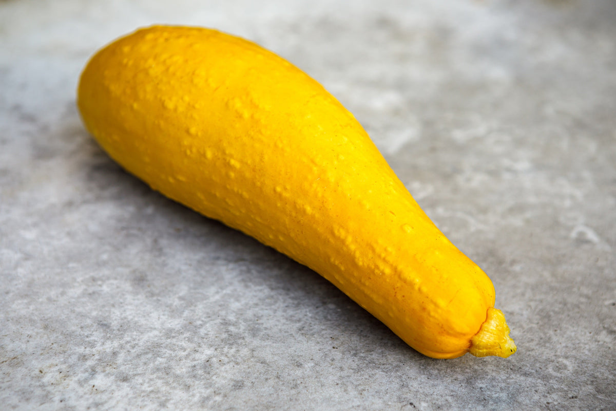 50 semillas tempranas de calabaza de cuello recto, prolíficas, de arbusto amarillo de verano