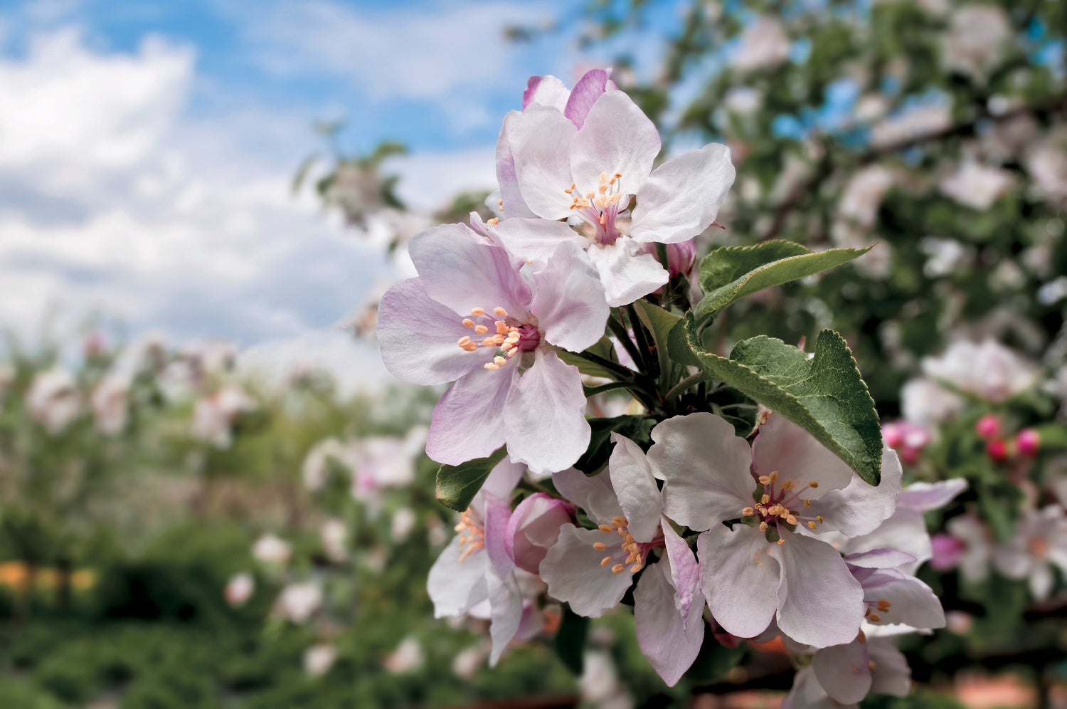 25 semillas de árbol frutal de manzana del paraíso, Malus pumila domestica, roja deliciosa