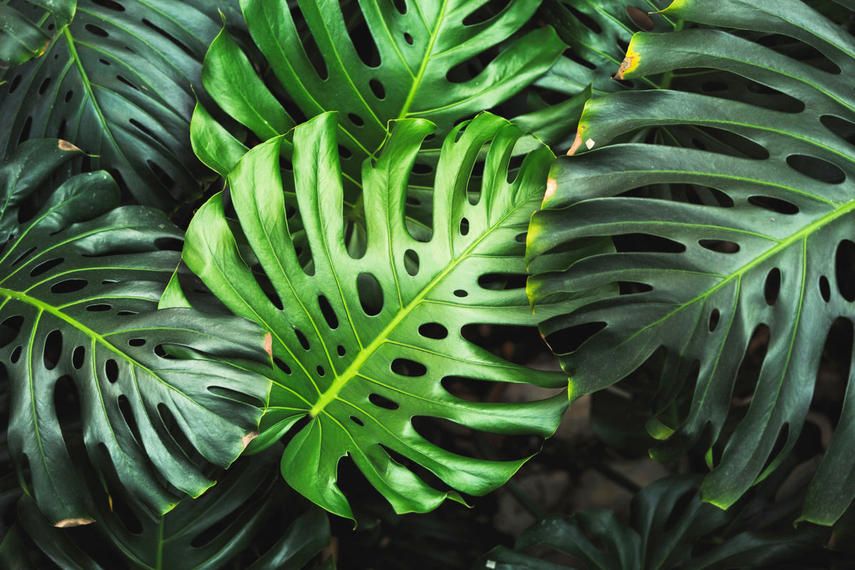 5 semillas orgánicas de filodendro de hoja dividida Monstera Deliciosa, planta de queso suizo