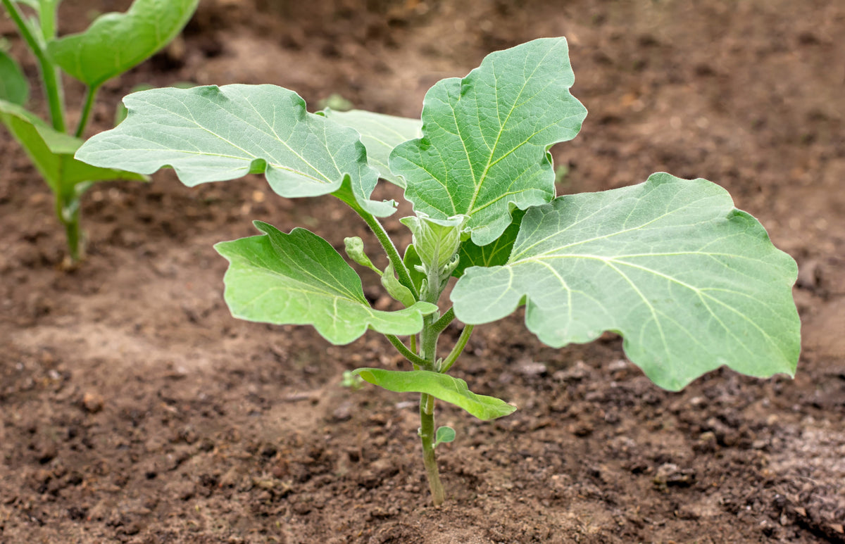 50 semillas de berenjena verde AO DAIMARU Solanum melongena berenjena asiática japonesa