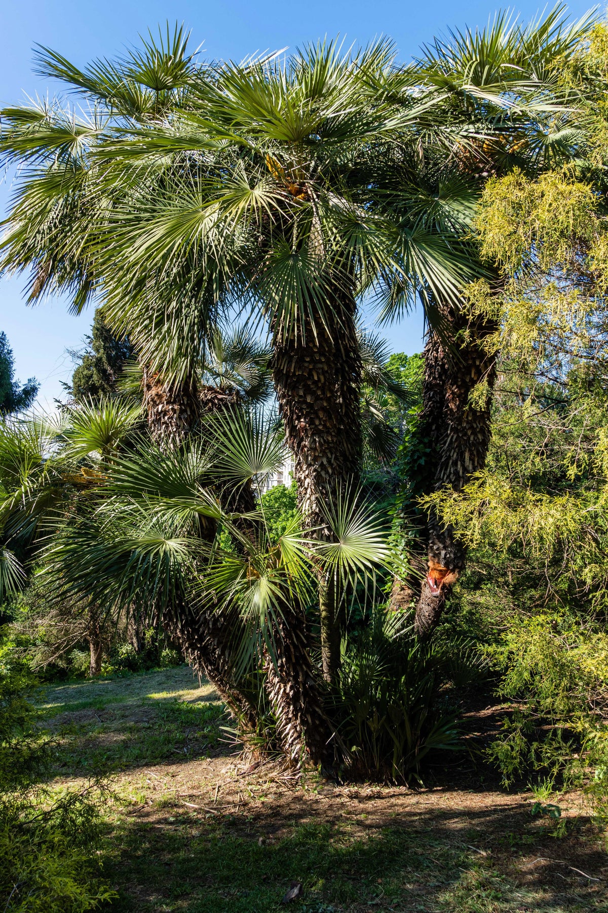 5 semillas de palmera de molino de viento común Trachycarpus fortunei, palmera chusan resistente, planta de interior de sombra solar