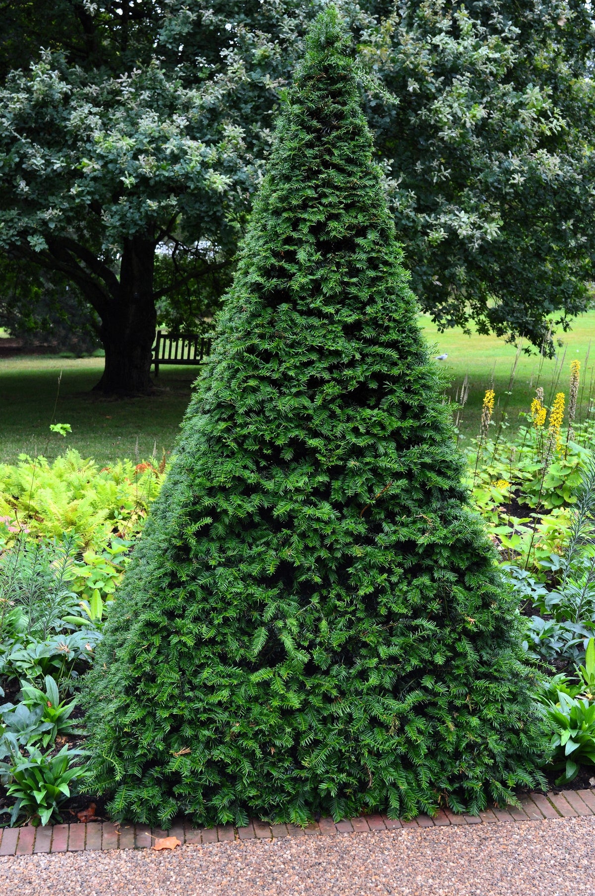 10 semillas de tejo inglés, Taxus baccata, árbol, arbusto, conífera, sol o sombra, rojo, ornamental.