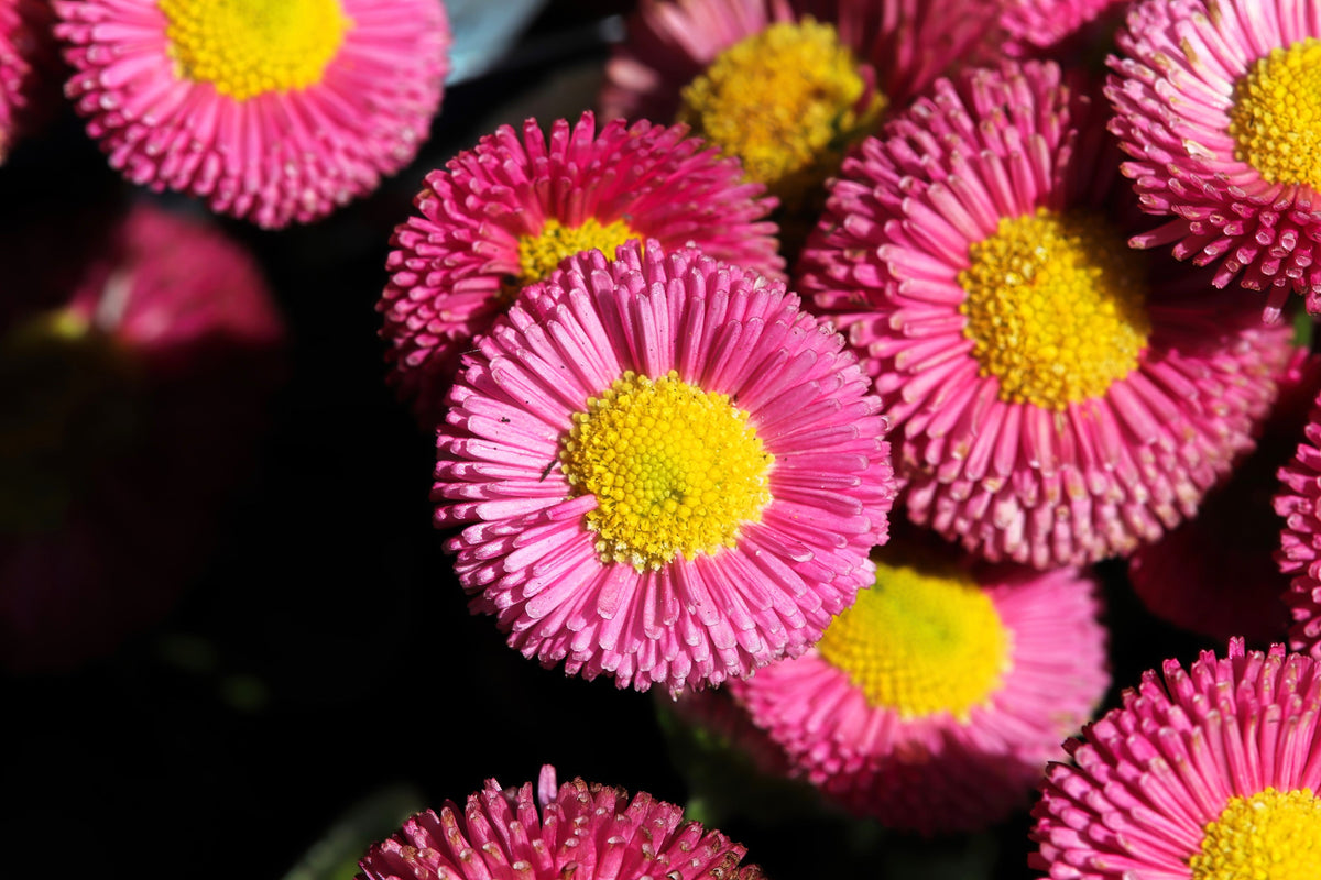 100 semillas de margarita inglesa rosa Bellis Perennis Tasso, flores dobles rosas