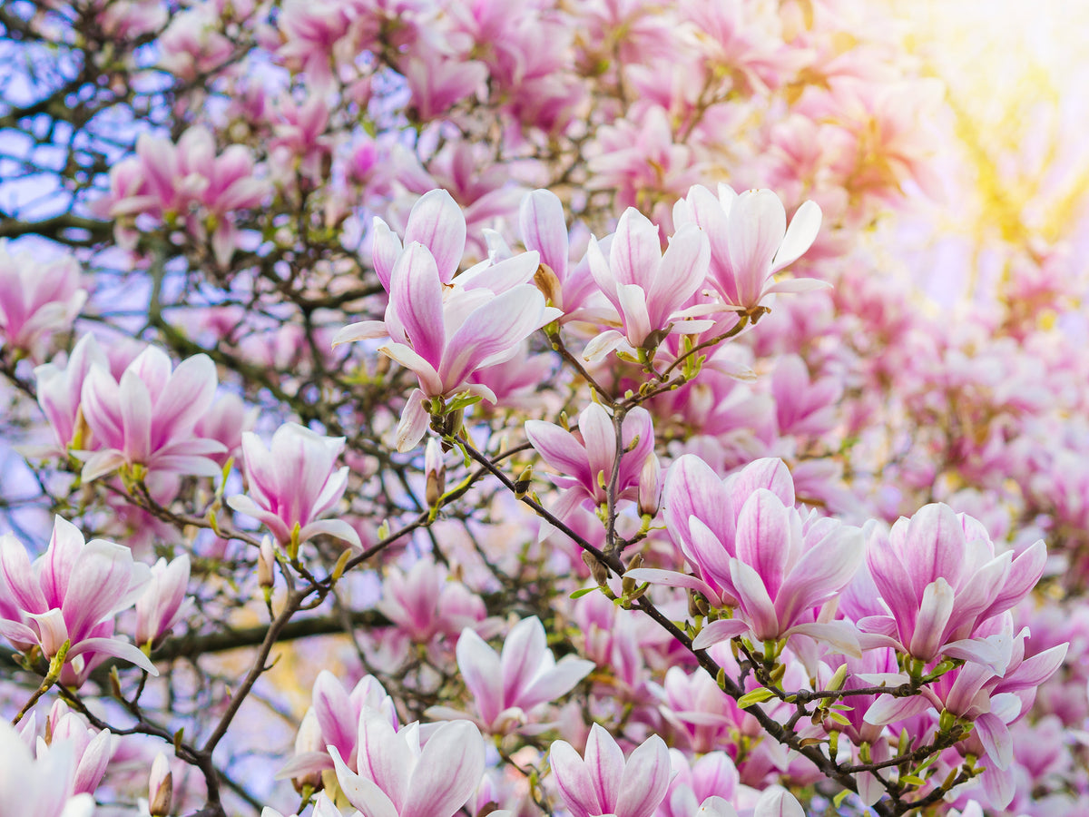 5 semillas de tulipán de flor rosa y blanca de 5 a 10 pulgadas (magnolia de platillo x Soulangeana Denudata y Liliiflora)
