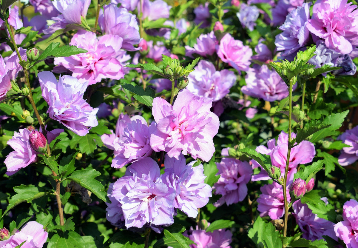 50 semillas de rosa de Siria (HIBISCO Syriacus), arbusto de flores, colores variados
