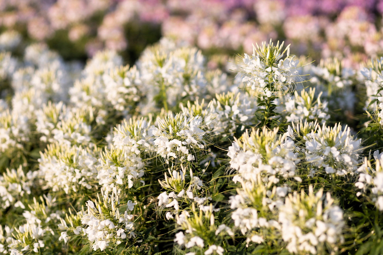 200 semillas de flores de Cleome Hassleriana, Cleome Spinosa, Cleome Reina Blanca (Flor Araña)