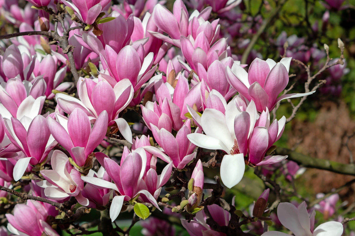 5 LIRIO MAGNOLIA ÁRBOL DE FLOR Tulipán Fragante Rosa y Púrpura Magnol Liliiflora Semillas