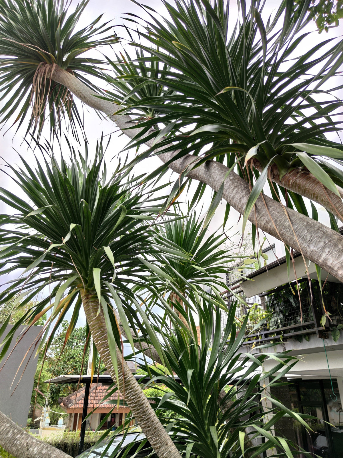 50 semillas de palmera col / dracaena australis gigante, árbol cordyline, planta de interior