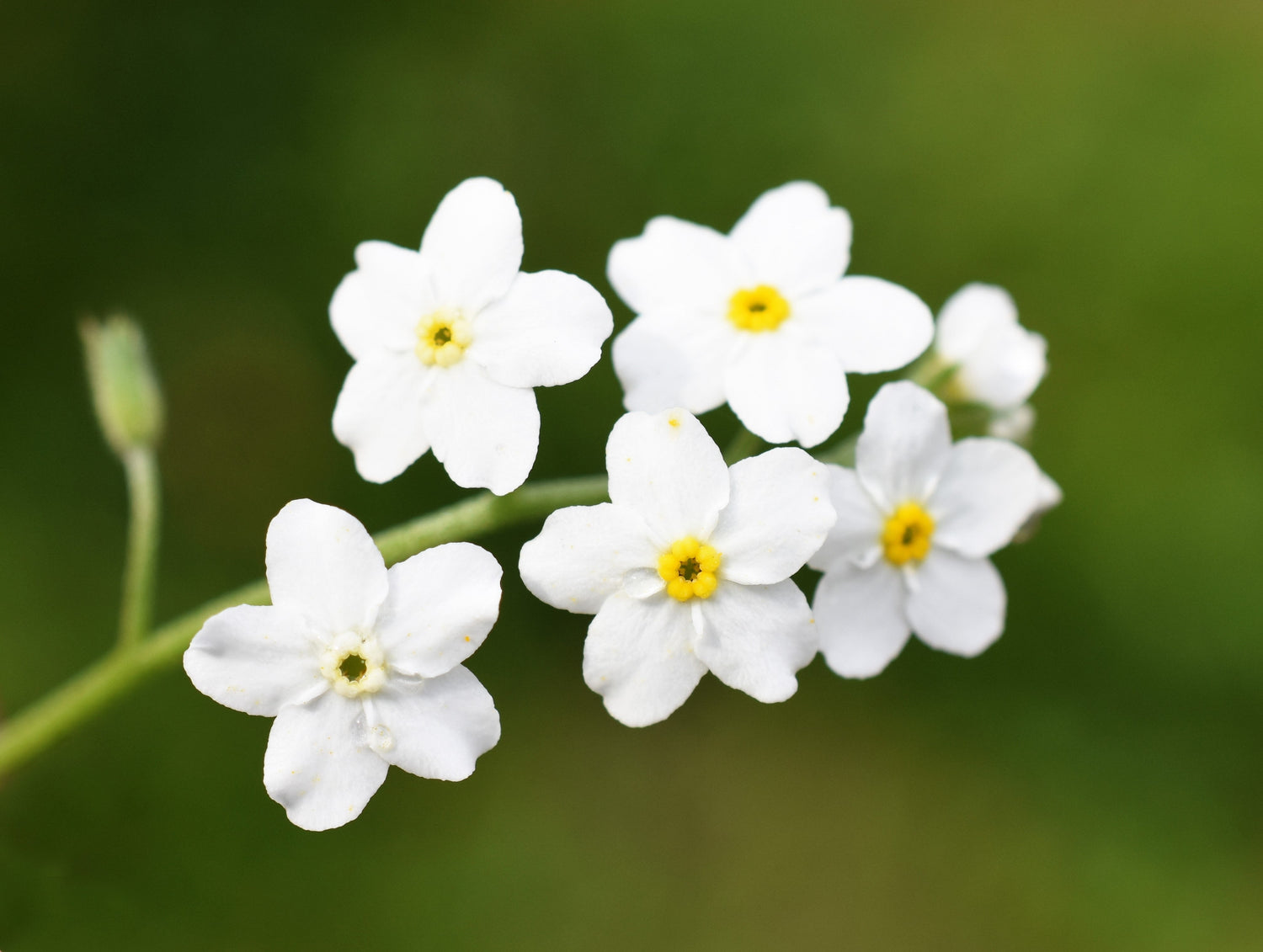 100 semillas de girasol Victoria WHITE FORGET ME NOT Myosotis Alpestris Shade or Sun