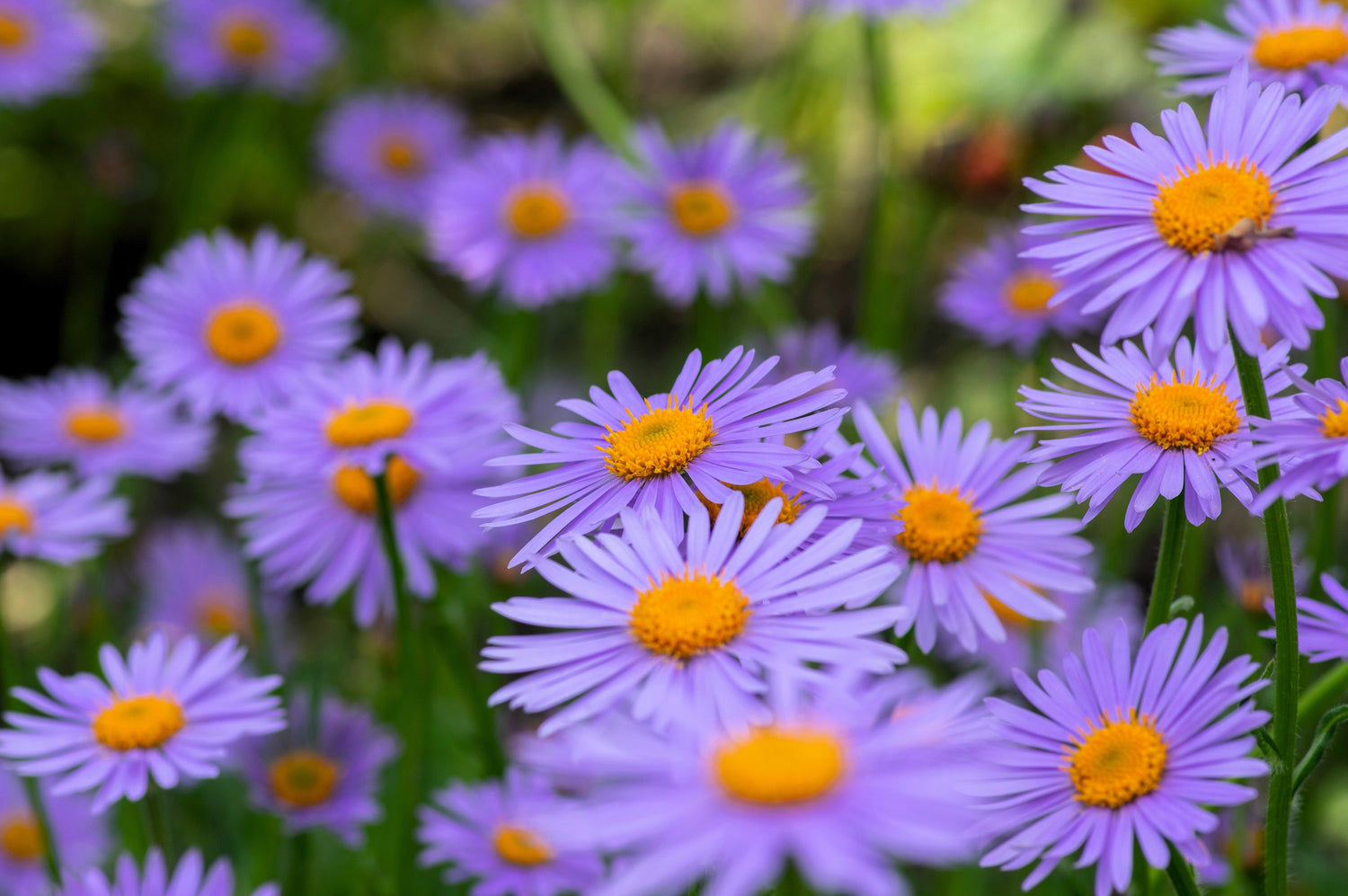 50 semillas de flores de aster Tongolensis de las Indias Orientales azules