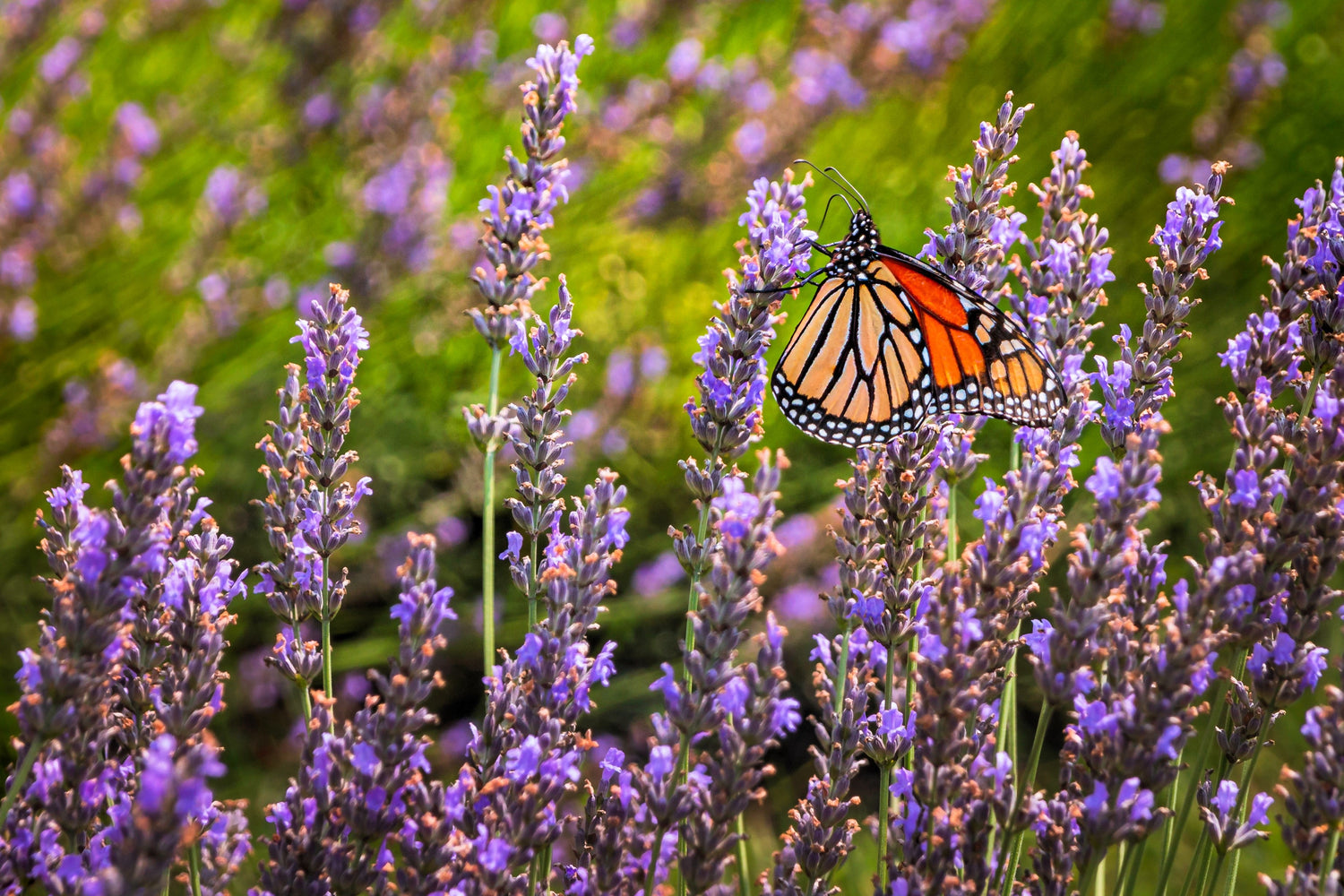 500 True ENGLISH LAVENDER VERA Lavandula Angustifolia Vera Herb Purple Flower Seeds