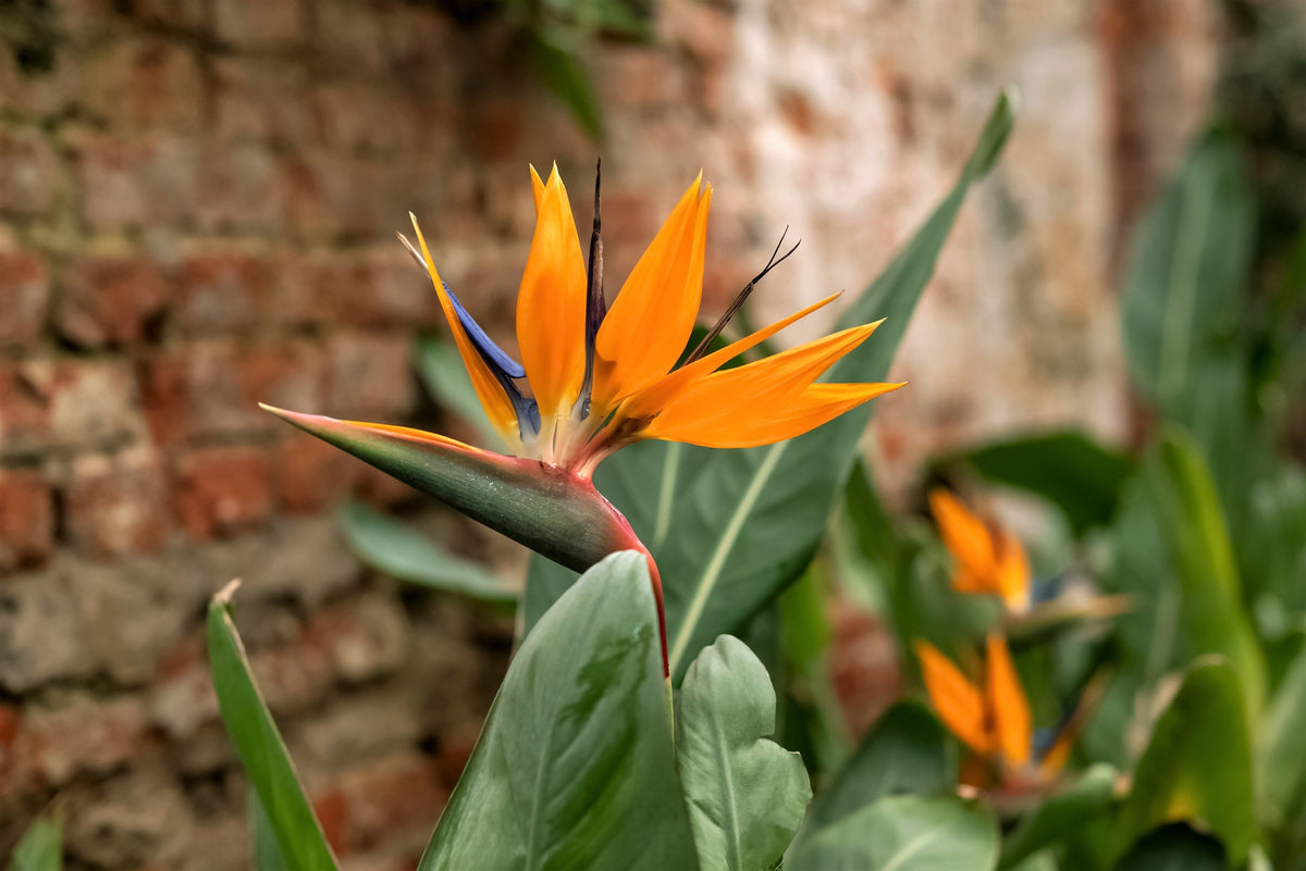 5 semillas de planta de interior Strelitzia Reginae, AVE DEL PARAÍSO TROPICAL, flor de grulla