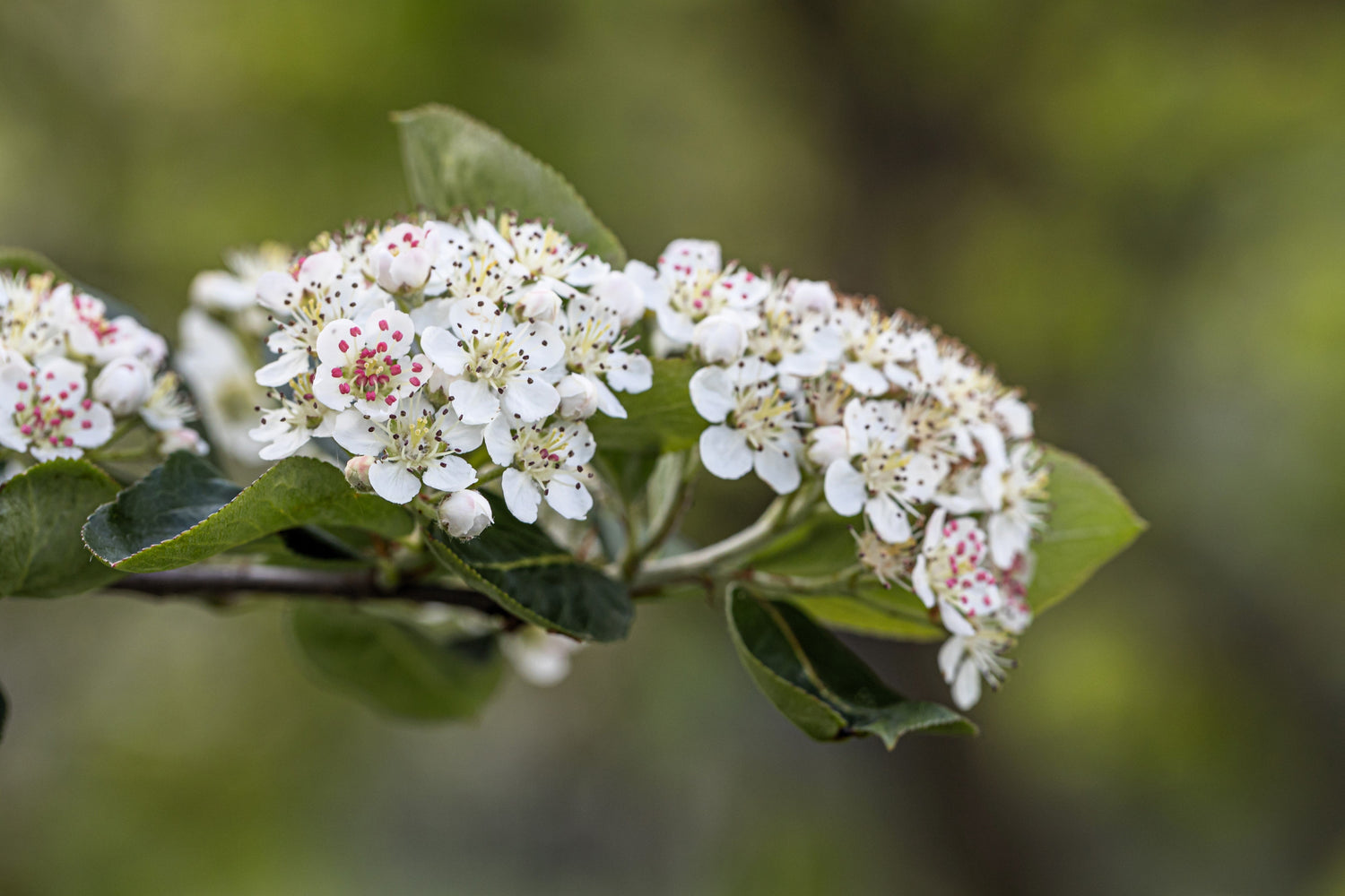 30 semillas de aronia morada (Aronia prunifolia), arbusto frutal de flores blancas