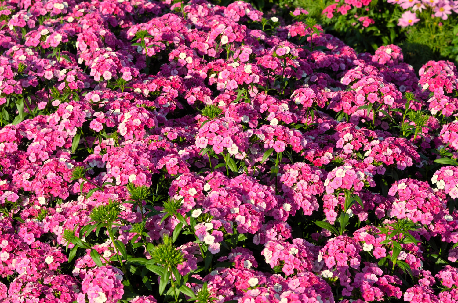 100 semillas de flores brillantes de Phlox Drummondii de dos tonos de rosa