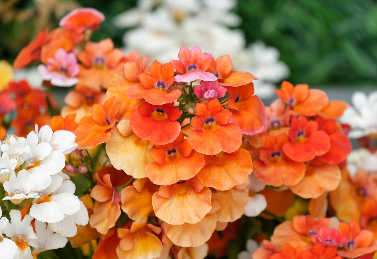 50 semillas de flores de Strumosa de NEMESIA, PRÍNCIPE NARANJA
