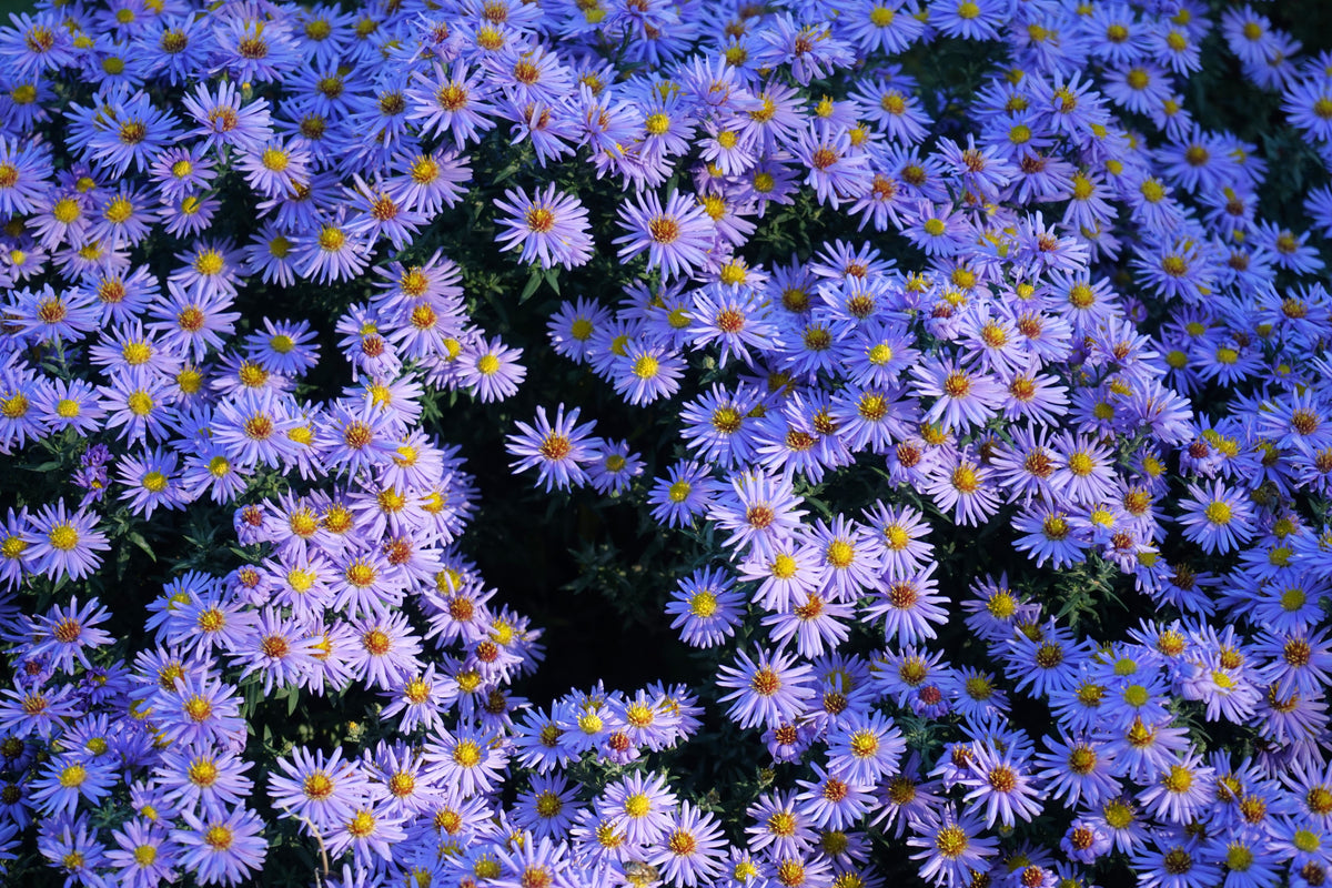 50 semillas de flores de ASTER BOTÓN DE ARROZ AZUL Dumosus