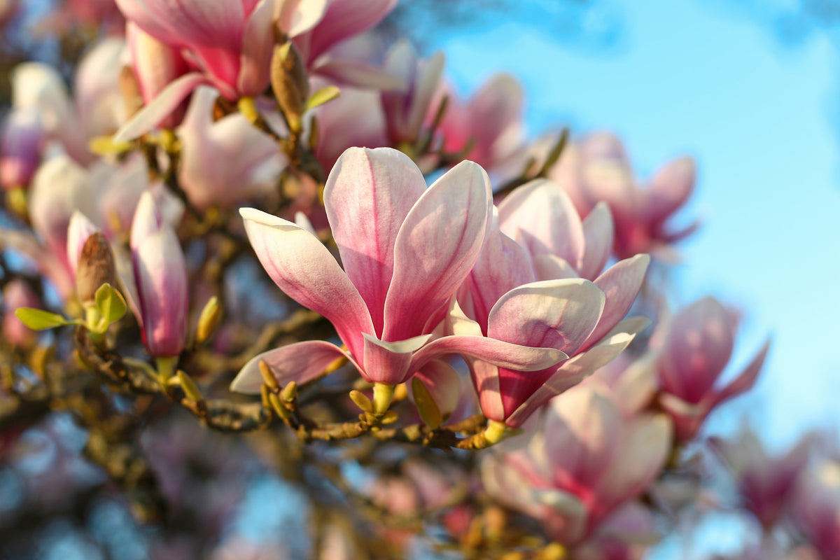 5 semillas de tulipán de flor rosa y blanca de 5 a 10 pulgadas (magnolia de platillo x Soulangeana Denudata y Liliiflora)