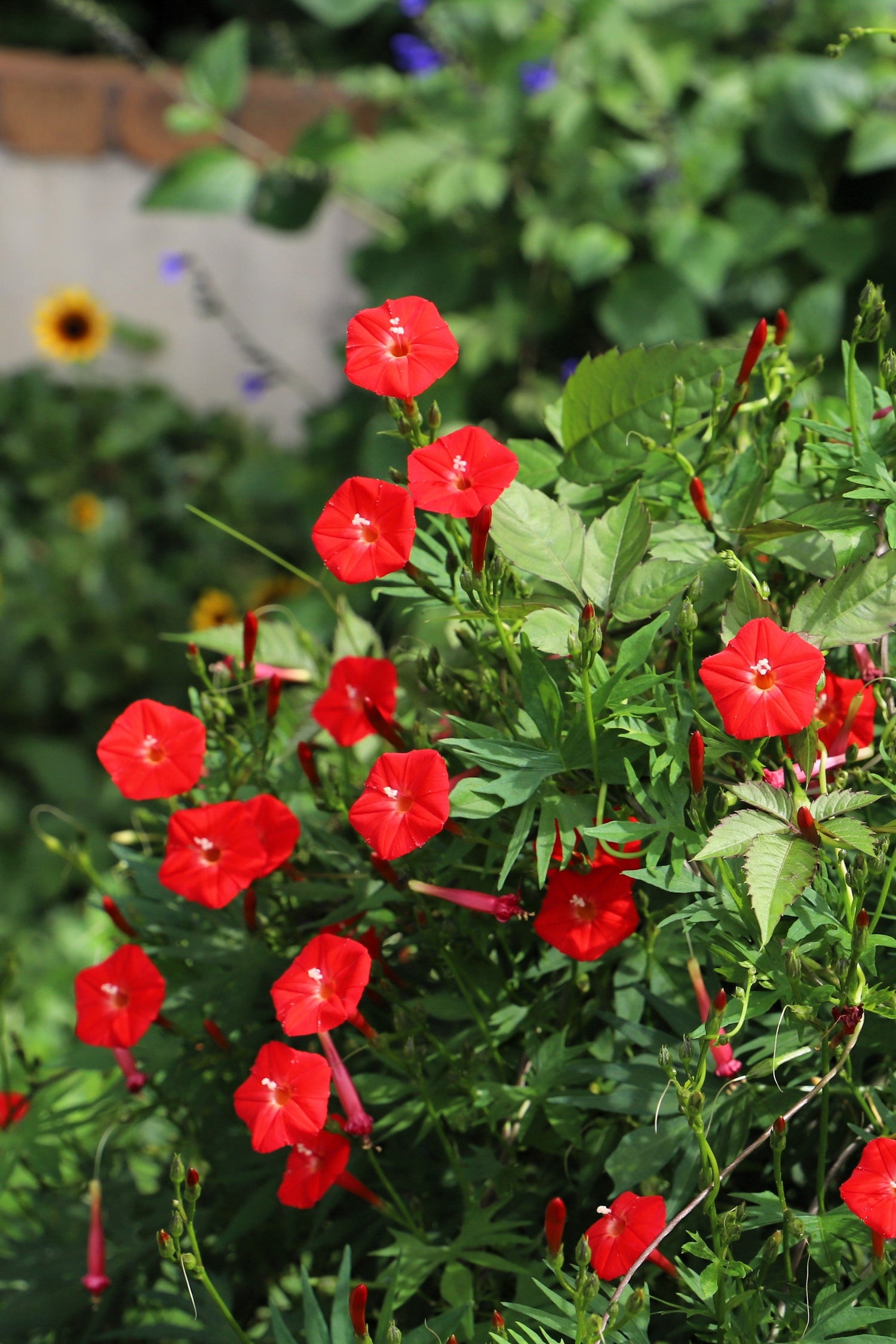 30 semillas de flores rojas de Ipomea Quamoclit, enredadera trepadora cardenal