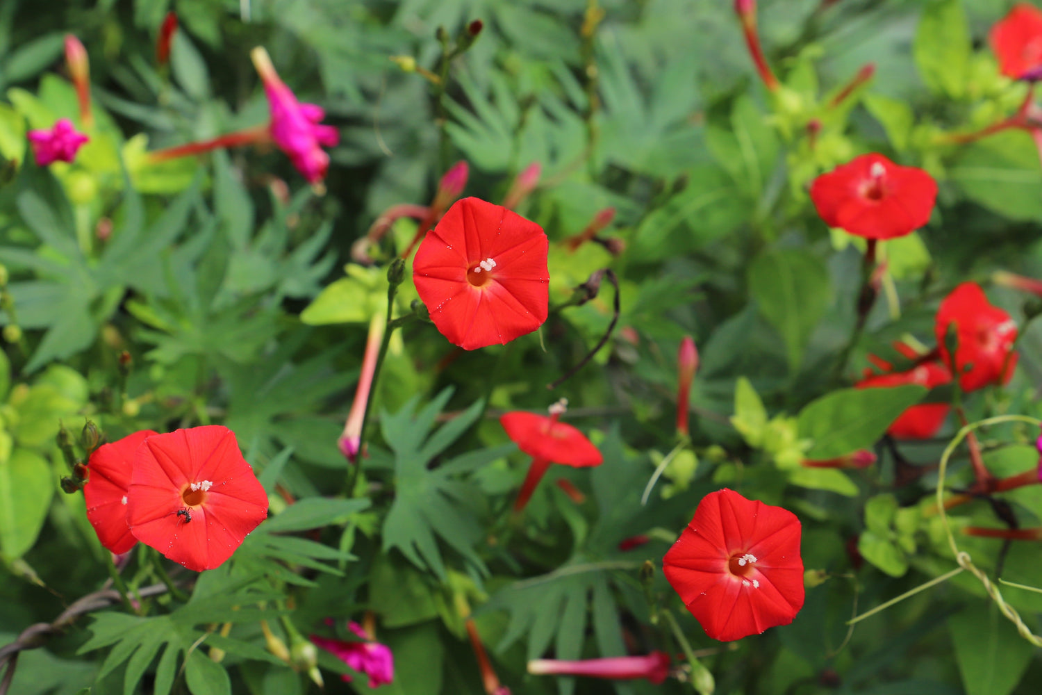 30 semillas de flores rojas de Ipomea Quamoclit, enredadera trepadora cardenal