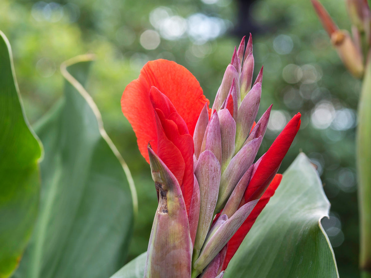 5 semillas de flores de Canna Indica de Indian Shot de lirio de canna rojo