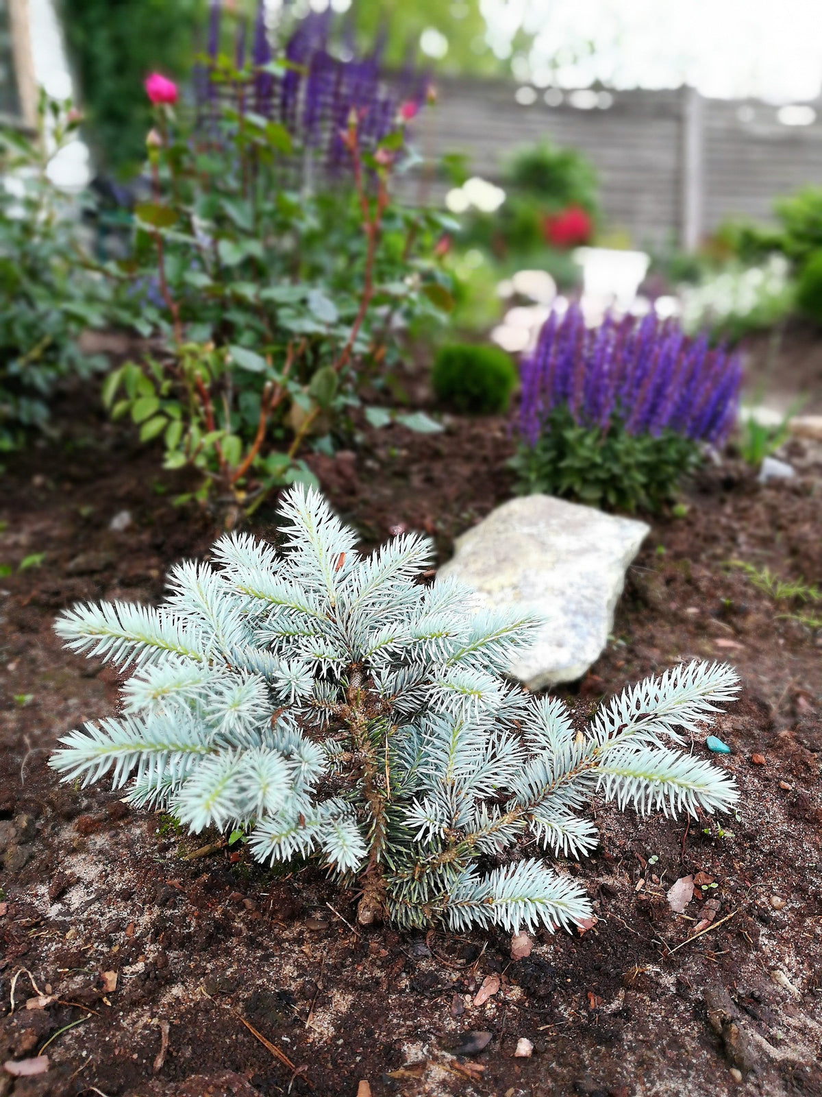 50 semillas de abeto azul de Colorado, árbol de Navidad, abeto blanco plateado, abeto perenne.