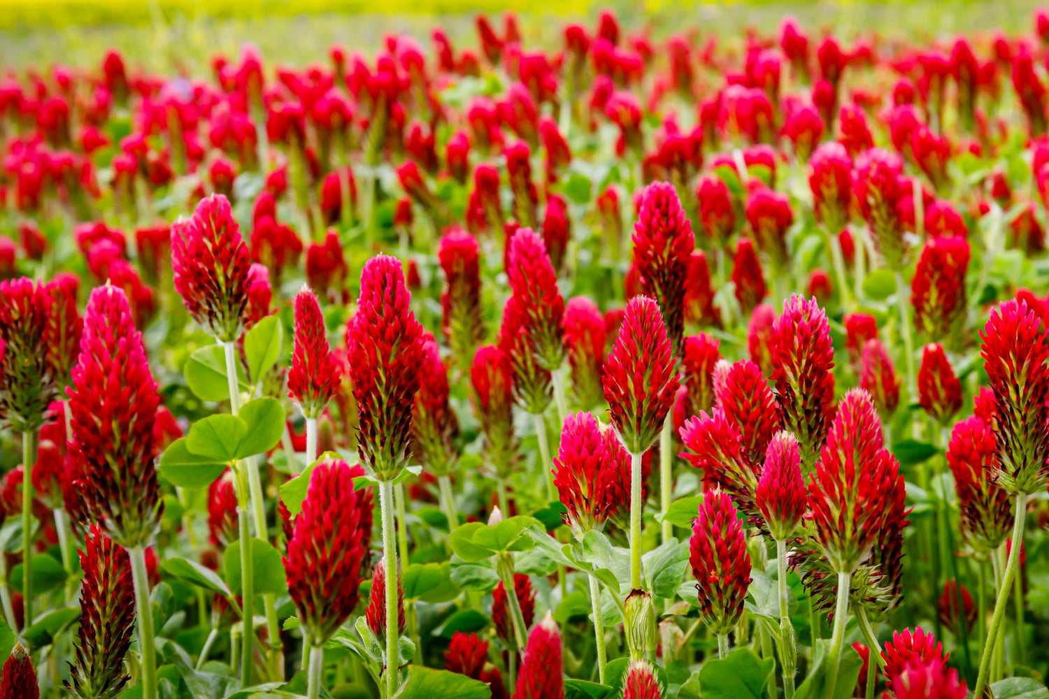 3000 semillas de flores de TRÉBOL CARMESÍ (clavel, trébol francés o italiano) Trifolium Incarnatum