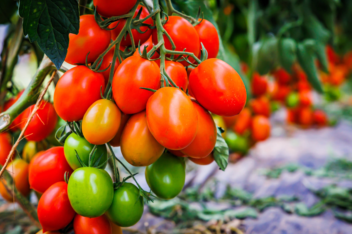 50 semillas orgánicas de tomate en pasta AMISH, tipo Roma, Lycopersicon, fruta y verdura.