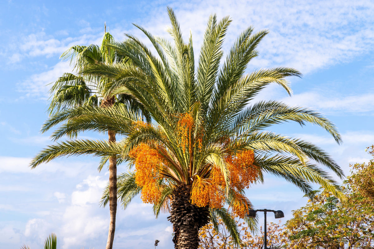 10 semillas de palma de coco, palma de jalea, palma Pindo, Butia Capitata, árbol frutal comestible, planta de interior