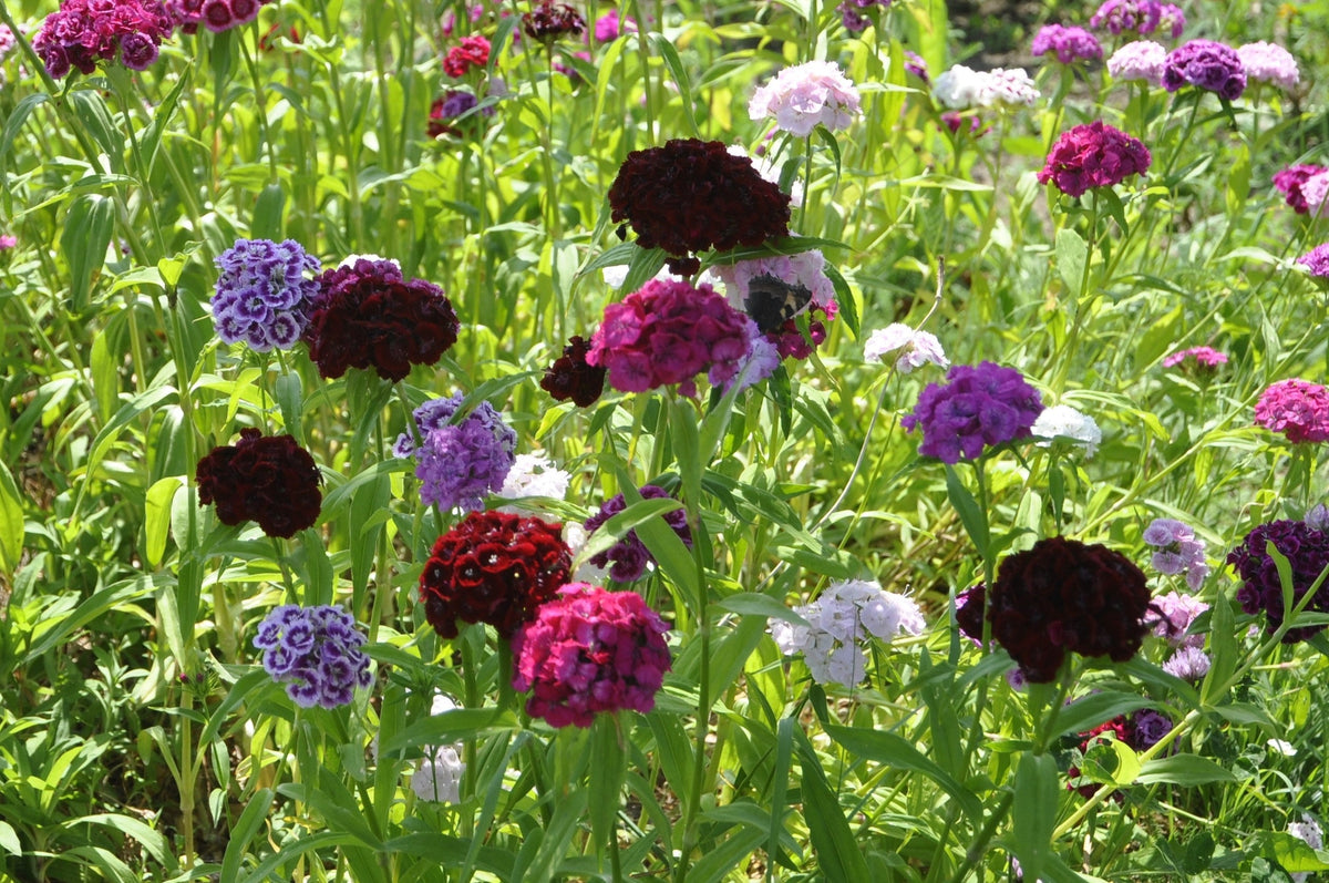 50 semillas de clavel negro King of Blacks Dianthus Caryophyllus Grenadin de doble flor
