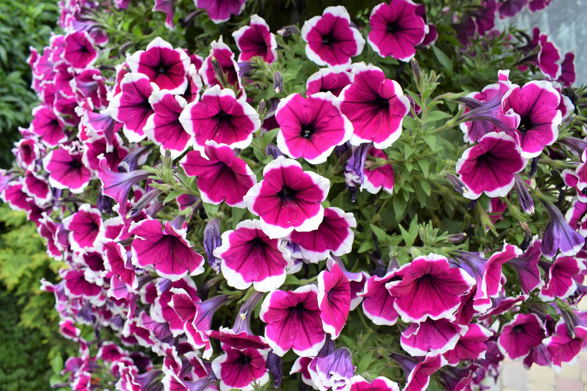 50 semillas de petunia multiflora de colores mixtos PICOTEE MIX, bicolor, blanco, azul, morado, rosa y rojo