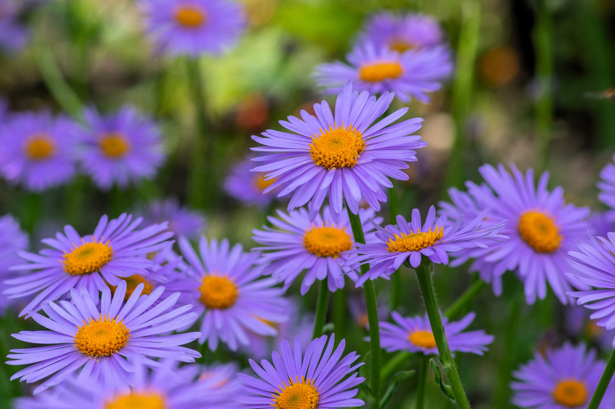 50 semillas de flores de aster Tongolensis de las Indias Orientales azules