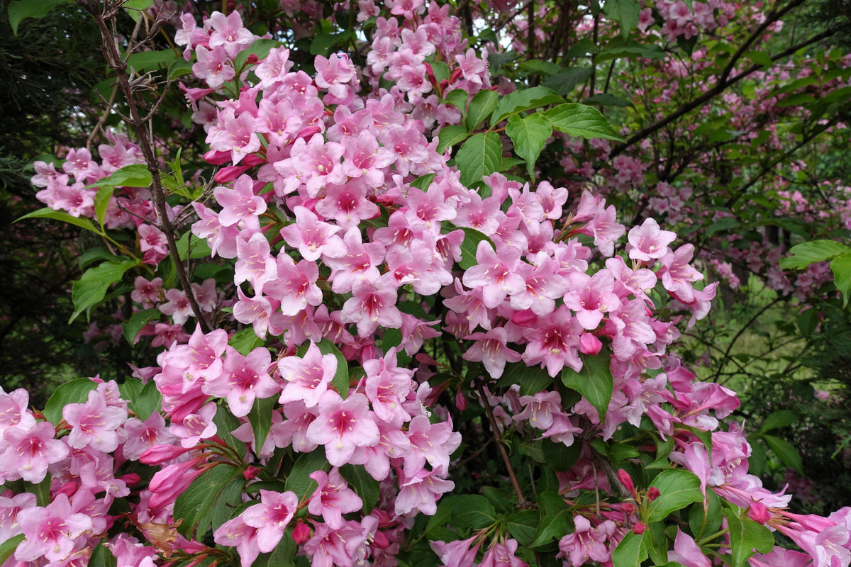 50 semillas de flores de arbusto Weigela de Florida