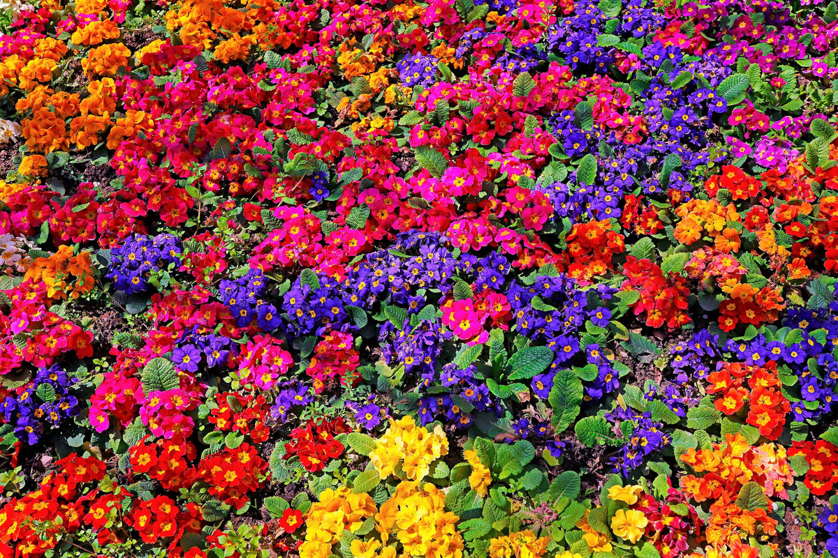 50 semillas de flores de primavera inglesa mixtas (Primula vulgaris acaulis), planta de interior de sombra